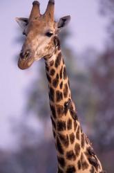 Southern Giraffe, South Africa | Obraz na stenu