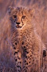 Cheetah, Phinda Reserve, South Africa | Obraz na stenu
