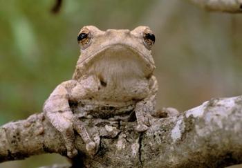 Tree Frog, Phinda Reserve, South Africa | Obraz na stenu