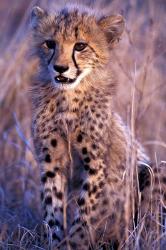 South Africa, Phinda Reserve. King Cheetah | Obraz na stenu