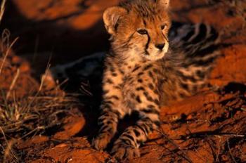 South Africa, Kalahari Desert. King Cheetah | Obraz na stenu