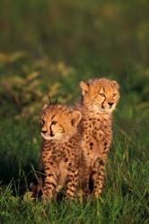 Cheetah cubs, Kenya | Obraz na stenu
