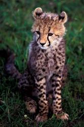 Africa, Kenya, Masai Mara Game Reserve. Cheetah Cub | Obraz na stenu