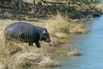 South Africa, KwaZulu Natal, Wetlands, hippo | Obraz na stenu