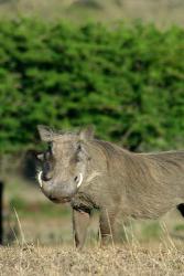 South Africa, KwaZulu Natal, Zulu Nyala GR, Warthog | Obraz na stenu