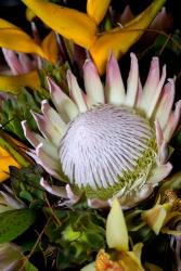 Queen Protea, Kwazulu Natal, South Africa | Obraz na stenu