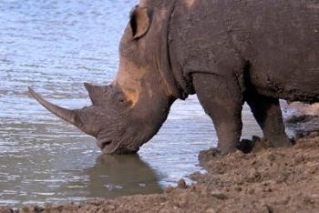 South Africa, KwaZulu Natal, Zulu Nyala, White Rhino | Obraz na stenu