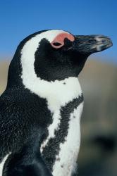 Close up of an African Penguin, Cape Peninsula, South Africa | Obraz na stenu