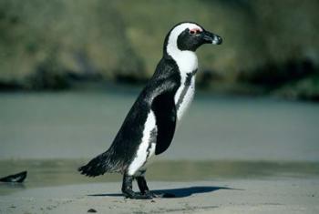 African Penguin, Cape Peninsula, South Africa | Obraz na stenu