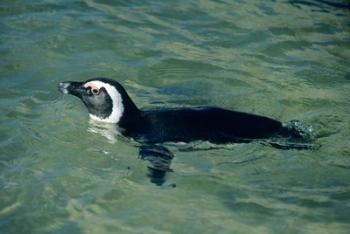 African Penguin swimming, Cape Peninsula, South Africa | Obraz na stenu