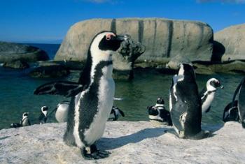 African Penguins, South Africa | Obraz na stenu