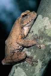 Grey Frog, Kruger NP, South Africa | Obraz na stenu