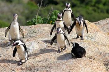 African Penguin colony at Boulders Beach, Simons Town on False Bay, South Africa | Obraz na stenu
