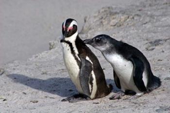 Two African Penguins | Obraz na stenu