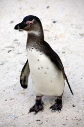 African Penguin | Obraz na stenu