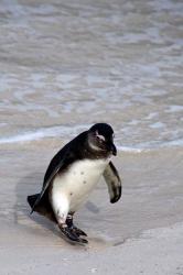 Penguin, South Africa | Obraz na stenu