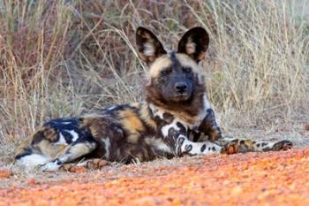 South Africa, Madikwe Game Reserve, African Wild Dog | Obraz na stenu