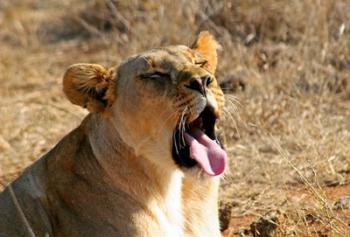South Africa, Madikwe GR, Lion yawns in African sun | Obraz na stenu