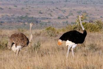 South Africa, Kwandwe. Southern Ostriches in Kwandwe Game Reserve. | Obraz na stenu