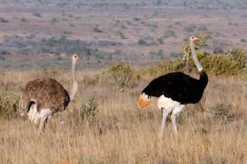 South Africa, Kwandwe. Southern Ostriches in Kwandwe Game Reserve. | Obraz na stenu