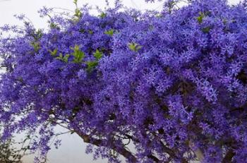 Plumbago Shrub, Paul Kruger's House, Pretoria, Gauteng, South Africa | Obraz na stenu