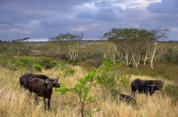 Cape Buffalo, Zulu Nyala Game Reserve, Hluhluwe, Kwazulu Natal, South Africa | Obraz na stenu