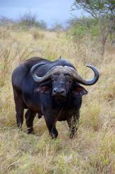 South Africa, Zulu Nyala GR, Cape Buffalo | Obraz na stenu