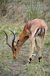 South Africa, Zulu Nyala GR, Impala wildlife | Obraz na stenu