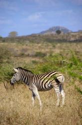 South Africa, Zulu Nyala Game Reserve, Zebra | Obraz na stenu