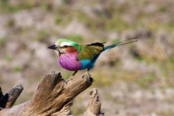 Lilac Breasted Roller, Kruger National Park, South Africa | Obraz na stenu