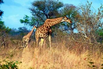 Adult and baby Cape Giraffe, (Giraffa camelopardalis giraffa), Kruger National park, South Africa | Obraz na stenu