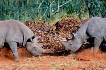 White Rhino, Square Lipped Rhino, Kruger, South Africa | Obraz na stenu