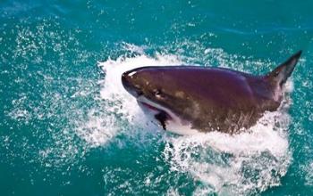 Great White Shark, Capetown, False Bay, South Africa | Obraz na stenu