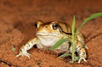 Red Toad, Mkuze Game Reserve, South Africa | Obraz na stenu