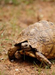 Mountain tortoise, Mkuze Game Reserve, South Africa | Obraz na stenu