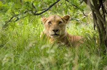 South African Lioness, Hluhulwe, South Africa | Obraz na stenu