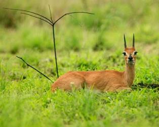 Steenbok buck, Mkuze Game Reserve, South Africa | Obraz na stenu