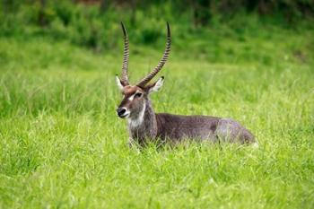 Waterbuck wildlife, Hluhulwe Game Reserve, South Africa | Obraz na stenu