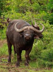 Water Buffalo, Hluhulwe Game Reserve, South Africa | Obraz na stenu