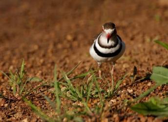 Threebanded Plover, Mkuze Game Reserve, South Africa | Obraz na stenu