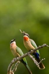 Pair of Whitefronted Bee-eater tropical birds, South Africa | Obraz na stenu