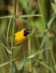 Lesser Masked Weaver bird, Mkuze GR, South Africa | Obraz na stenu