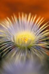 Herra elongara, Namaqualand, South Africa | Obraz na stenu