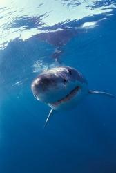 Underwater View of a Great White Shark, South Africa | Obraz na stenu