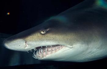Head of a Great White Shark, South Africa | Obraz na stenu