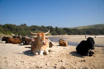 Cows, Farm Animal, Coffee Bay, Transkye, South Africa | Obraz na stenu