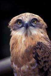 South Africa. Spotted Eagle Owl (Bubo africanus) | Obraz na stenu