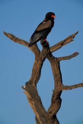 South Africa, Kgalagadi, Bateleur, African raptor bird | Obraz na stenu
