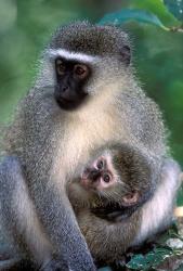 South Africa, Tsitsikamma NP, Vervet Monkey, rainforest | Obraz na stenu