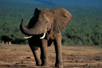 South Africa, Addo Elephant NP, Angry Bull Elephant | Obraz na stenu